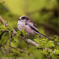 Buy canvas prints of Long Tailed Tit by Paul Scoullar