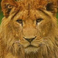 Buy canvas prints of Lion by Paul Scoullar