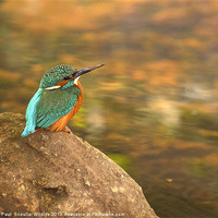 Buy canvas prints of Kingfisher by Paul Scoullar