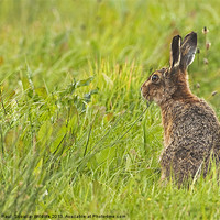 Buy canvas prints of Brown Hare forever alert. by Paul Scoullar