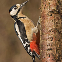 Buy canvas prints of Great Spotted Woodpecker by Paul Scoullar