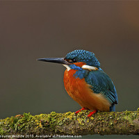 Buy canvas prints of Common Kingfisher by Paul Scoullar