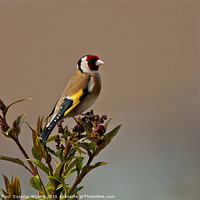 Buy canvas prints of Goldfinch by Paul Scoullar