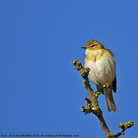 Buy canvas prints of Willow Warbler by Paul Scoullar