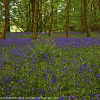 Buy canvas prints of A carpet of woodland Bluebells. by Paul Scoullar