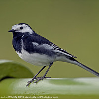Buy canvas prints of Pied Wagtail by Paul Scoullar