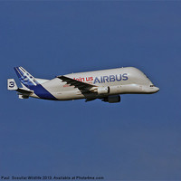 Buy canvas prints of Airbus A300-600st by Paul Scoullar