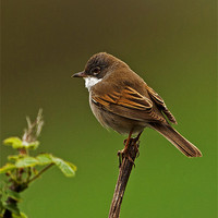 Buy canvas prints of Common Whitethroat by Paul Scoullar