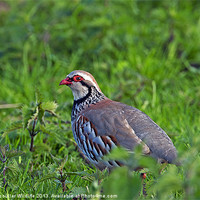 Buy canvas prints of Red Legged Partridge by Paul Scoullar