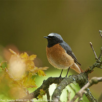 Buy canvas prints of Common Redstart by Paul Scoullar