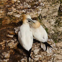 Buy canvas prints of Gannets on cliff face. by Paul Scoullar