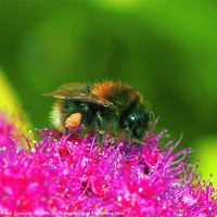 Buy canvas prints of White Tailed Bumble Bee by Paul Scoullar