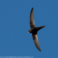 Buy canvas prints of Common Swift by Paul Scoullar