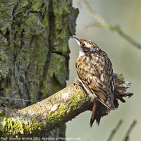 Buy canvas prints of Tree Creeper by Paul Scoullar