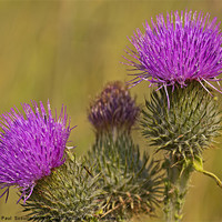 Buy canvas prints of Spear Thistle by Paul Scoullar