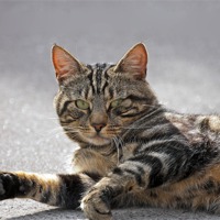 Buy canvas prints of Tabby Cat by Paul Scoullar