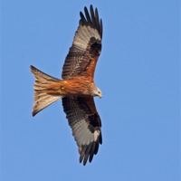 Buy canvas prints of Red Kite by Paul Scoullar