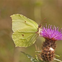 Buy canvas prints of Brimstone on Creeping Thistle. by Paul Scoullar