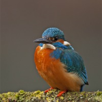 Buy canvas prints of Male Kingfisher by Paul Scoullar