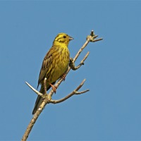 Buy canvas prints of Yellowhammer by Paul Scoullar