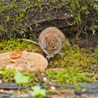 Buy canvas prints of Bank Vole by Paul Scoullar