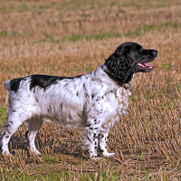Buy canvas prints of English Springer Spaniel by Paul Scoullar