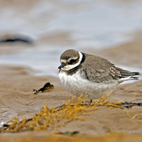 Buy canvas prints of Ringed Plover by Paul Scoullar