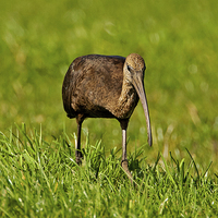 Buy canvas prints of Glossy Ibis by Paul Scoullar