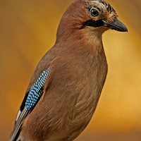 Buy canvas prints of Portrait of a Jay by Paul Scoullar