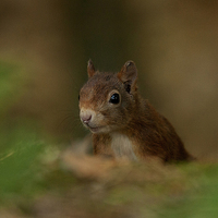 Buy canvas prints of Inquisitive Red Squirrel by Paul Scoullar