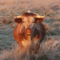 Buy canvas prints of Long Horn Cow by Paul Scoullar