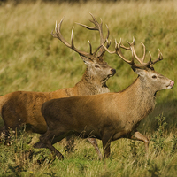 Buy canvas prints of Red Deer chase. by Paul Scoullar