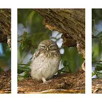 Buy canvas prints of Little Owl Triptytch by Paul Scoullar