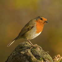 Buy canvas prints of Robin (Erithacus rubecula) by Paul Scoullar