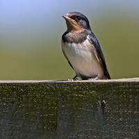 Buy canvas prints of Swallow by Paul Scoullar