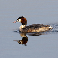 Buy canvas prints of Great Crested Grebe by Paul Scoullar