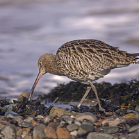 Buy canvas prints of Curlew by Paul Scoullar