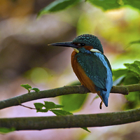 Buy canvas prints of Kingfisher by Paul Scoullar