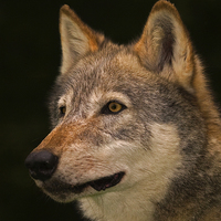 Buy canvas prints of European Wolf Headstudy by Paul Scoullar