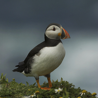 Buy canvas prints of Puffin by Paul Scoullar