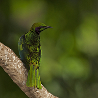 Buy canvas prints of Emerald Starling by Paul Scoullar
