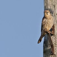 Buy canvas prints of Kestrel by Paul Scoullar