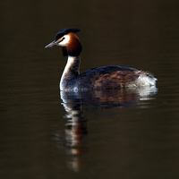 Buy canvas prints of Great Crested Grebe by Paul Scoullar