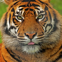 Buy canvas prints of Tiger Stare by Paul Scoullar