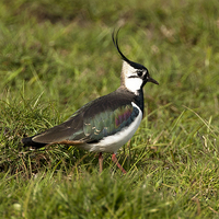 Buy canvas prints of Lapwing by Paul Scoullar