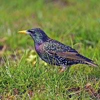 Buy canvas prints of Starling by Paul Scoullar