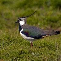 Buy canvas prints of Lapwing by Paul Scoullar