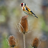 Buy canvas prints of Goldfinch on Teasel by Paul Scoullar