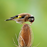Buy canvas prints of Goldfinch feeding on Teasel comb. by Paul Scoullar
