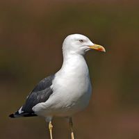 Buy canvas prints of Lesser Black-Backed Gull by Paul Scoullar